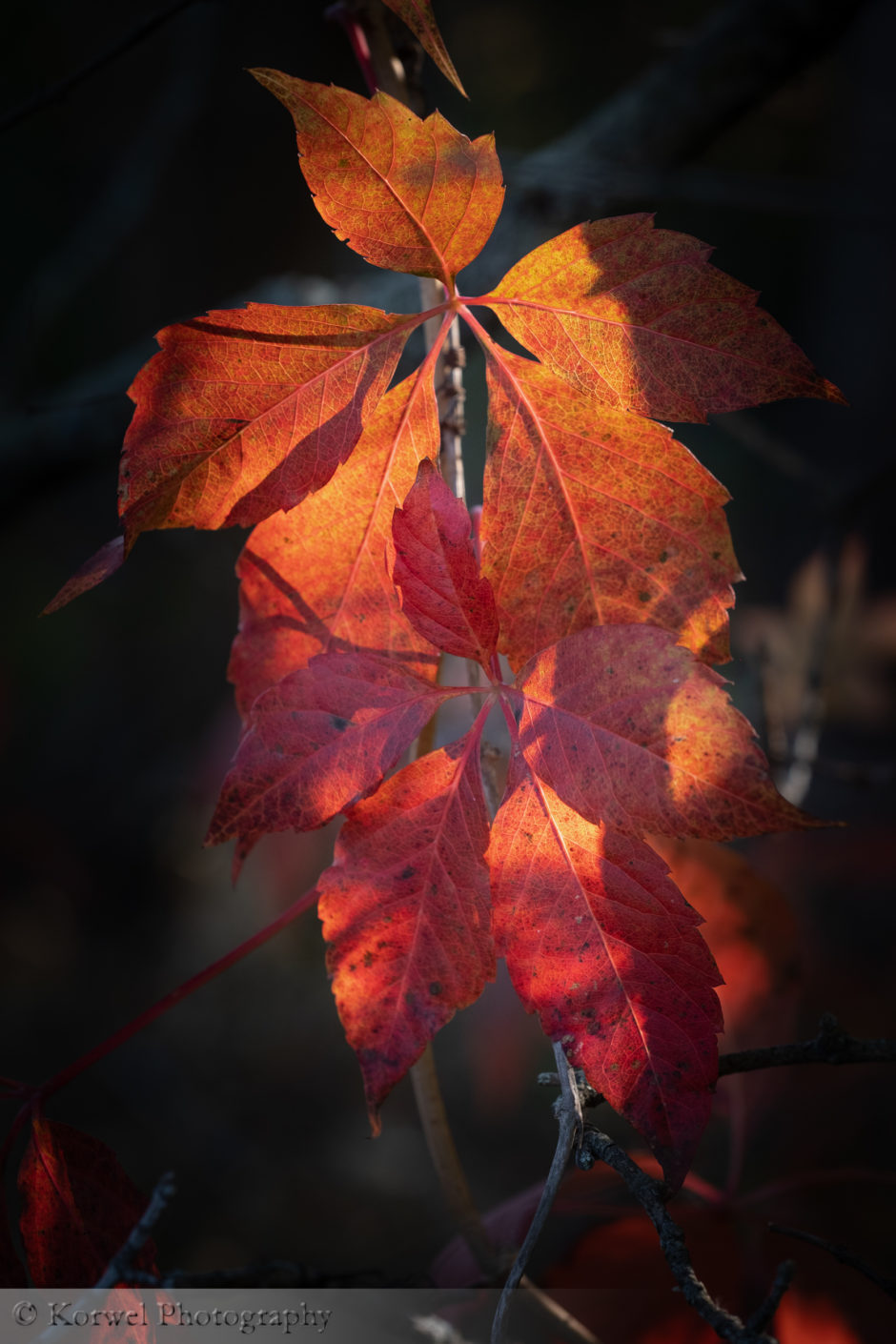 Fall leaves-1