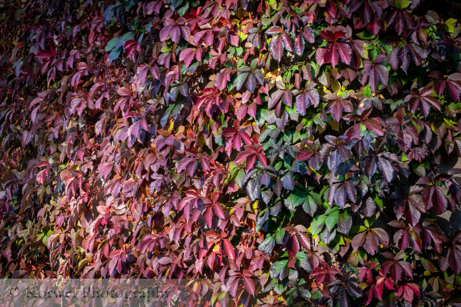 Fall leaves-5