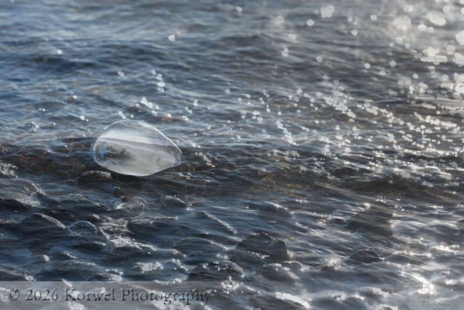 Dam ice-2