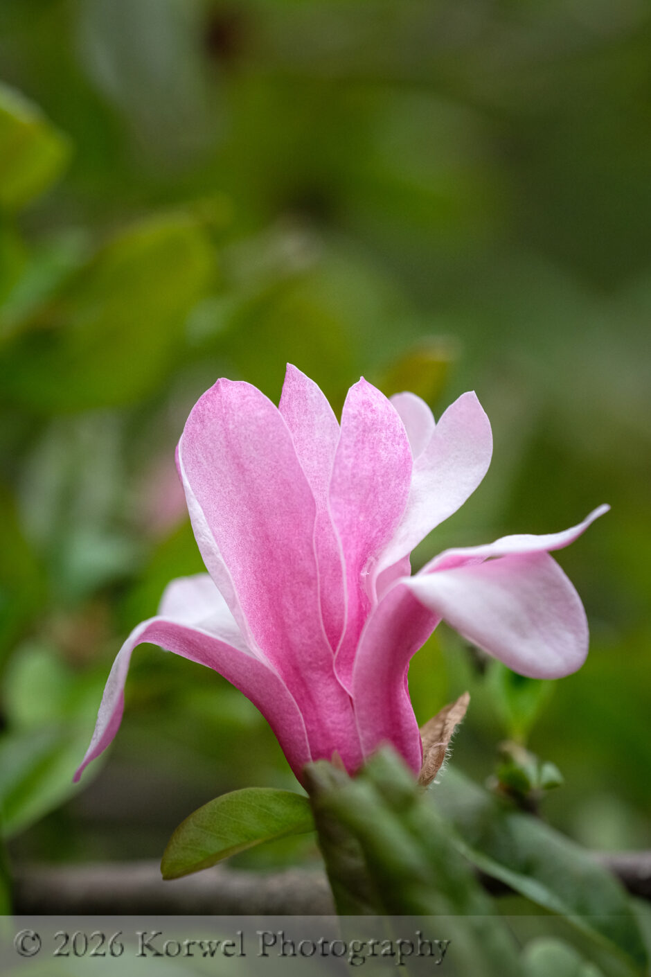 wildlflowers-1