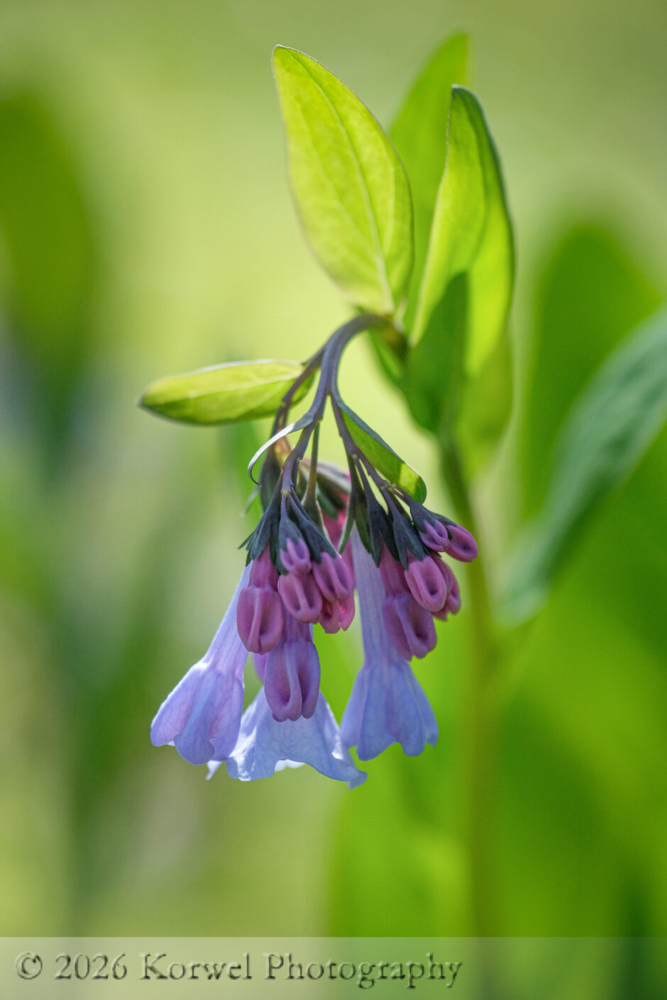 wildlflowers-2