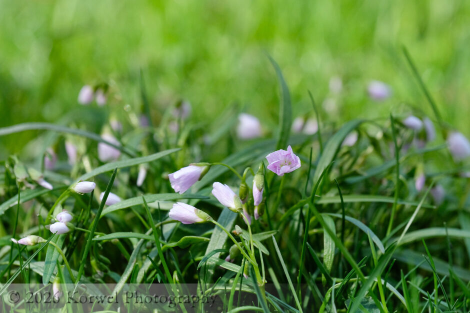 wildlflowers-3