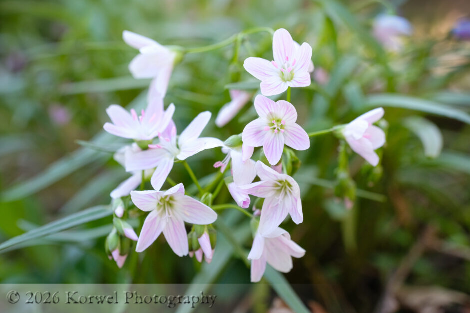 wildlflowers-4