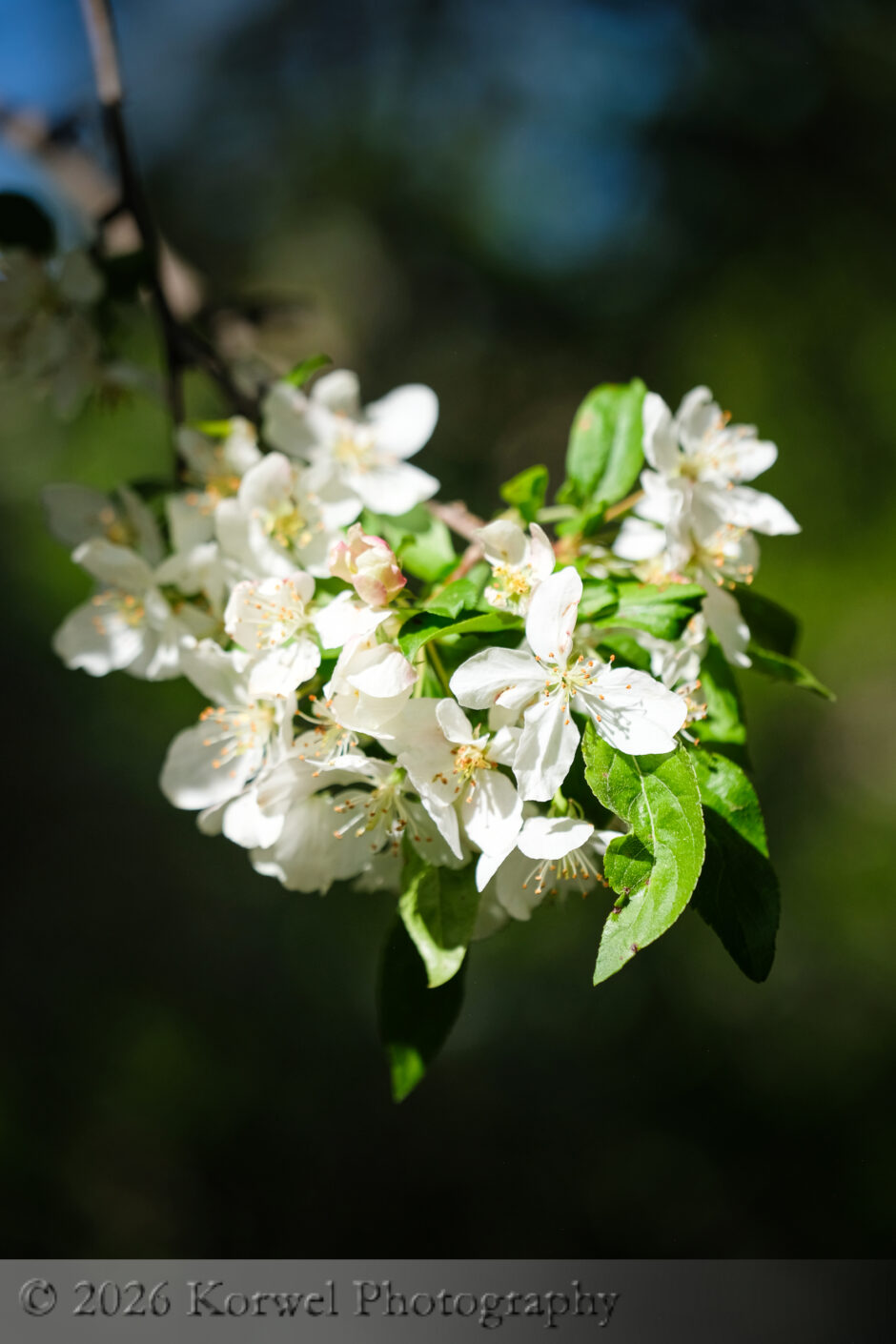 wildlflowers-1